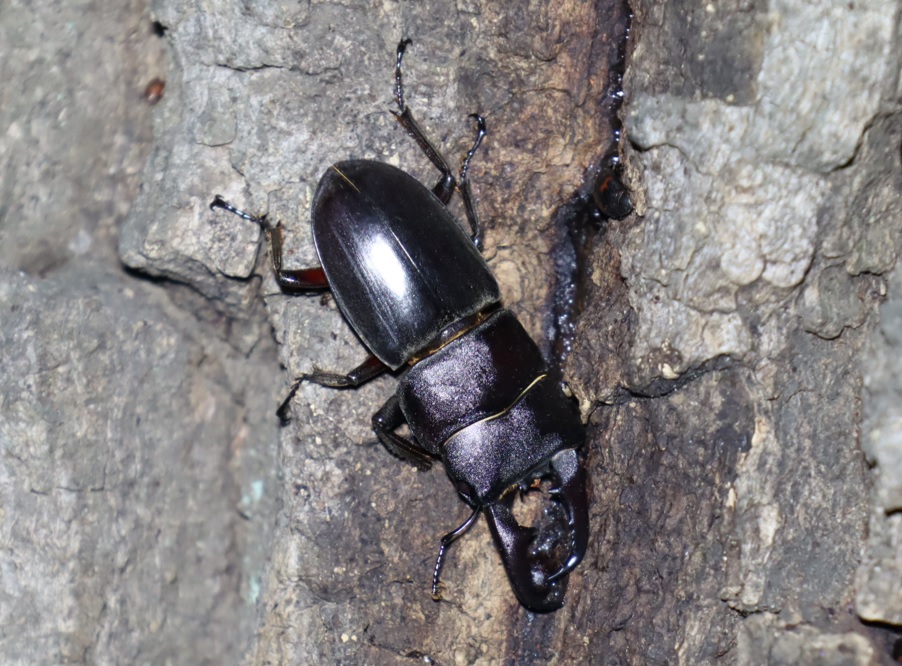 ヒラタクワガタ♂体長50mm_No5のクヌギ_クワガタ達のオアシス_2023年5月18日20時40分 気温25.6度 南風4m